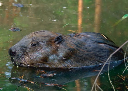 В глуши таёжной (сборник) В глуши таёжной (сборник)