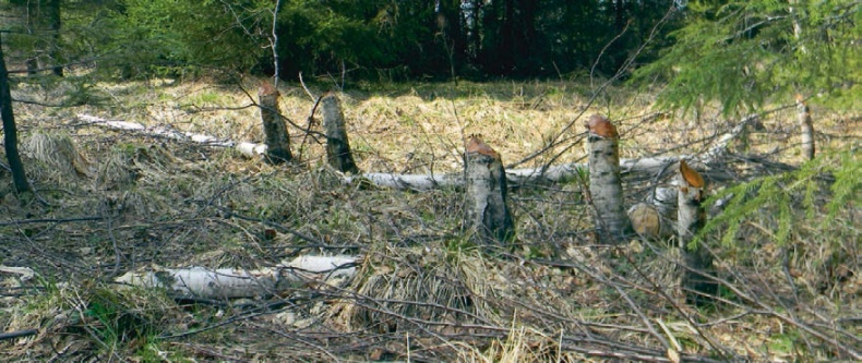 В глуши таёжной (сборник) В глуши таёжной (сборник)