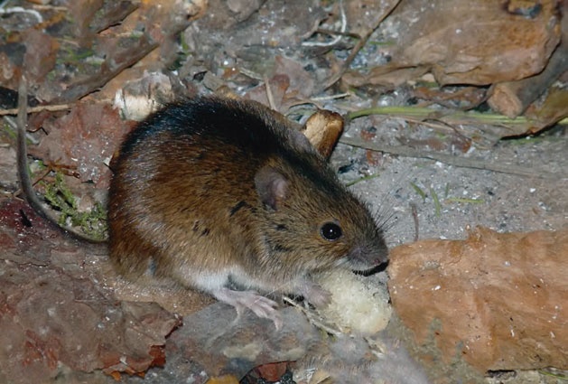 В глуши таёжной (сборник) В глуши таёжной (сборник)