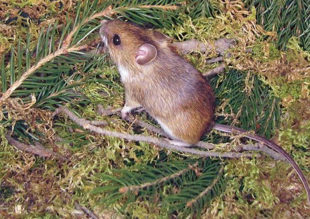 В глуши таёжной (сборник) В глуши таёжной (сборник)