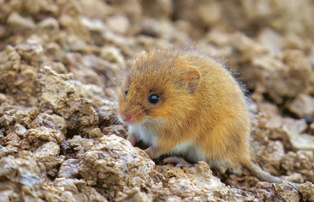 В глуши таёжной (сборник) В глуши таёжной (сборник)