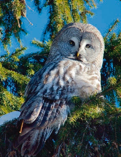 В глуши таёжной (сборник) В глуши таёжной (сборник)