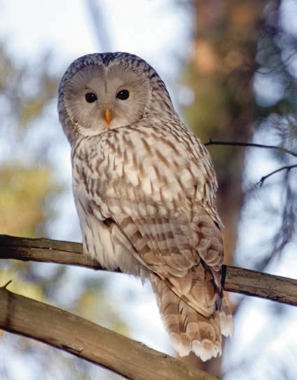 В глуши таёжной (сборник) В глуши таёжной (сборник)