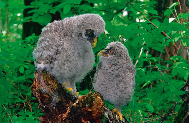 В глуши таёжной (сборник) В глуши таёжной (сборник)