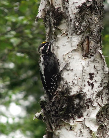 В глуши таёжной (сборник) В глуши таёжной (сборник)
