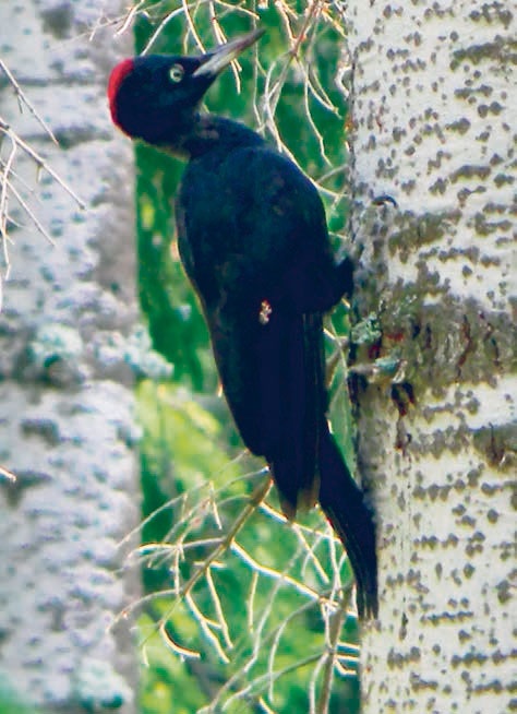 В глуши таёжной (сборник) В глуши таёжной (сборник)
