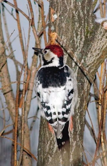 В глуши таёжной (сборник) В глуши таёжной (сборник)