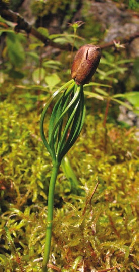 В глуши таёжной (сборник) В глуши таёжной (сборник)