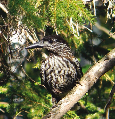 В глуши таёжной (сборник) В глуши таёжной (сборник)