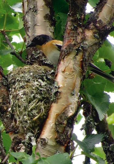 В глуши таёжной (сборник) В глуши таёжной (сборник)