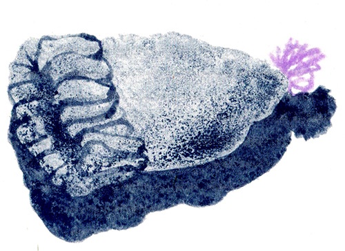 Три четверти Три четверти