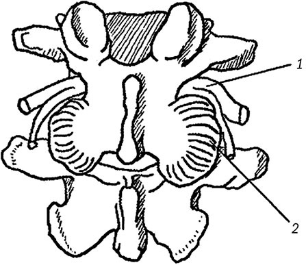 Здоровый позвоночник