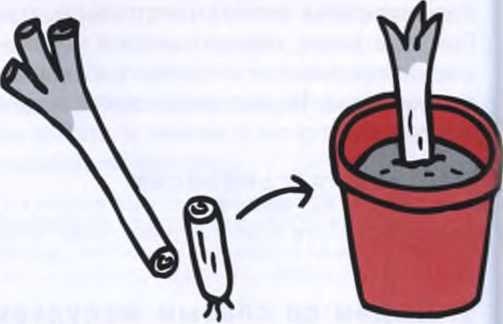 Маленькие японские хитрости Маленькие японские хитрости