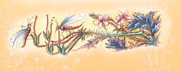 Тайна гранатовых зерен Тайна гранатовых зерен