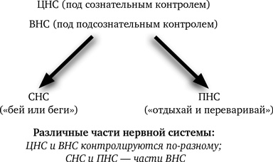 Синдром белки в колесе: Как сохранить здоровье и сберечь нервы в мире бесконечных дел Синдром белки в колесе: Как сохранить здоровье и сберечь нервы в мире бесконечных дел