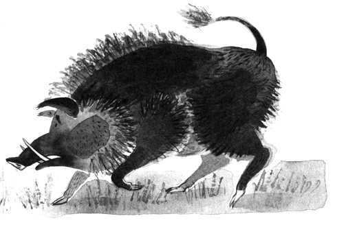 Барсук с нашего двора Барсук с нашего двора