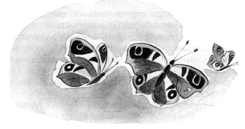 Барсук с нашего двора Барсук с нашего двора