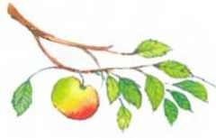 Пять забавных медвежат