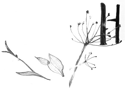 Вечный Тук Вечный Тук