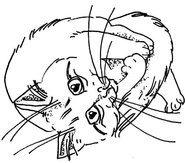 Кошки как дети Кошки как дети