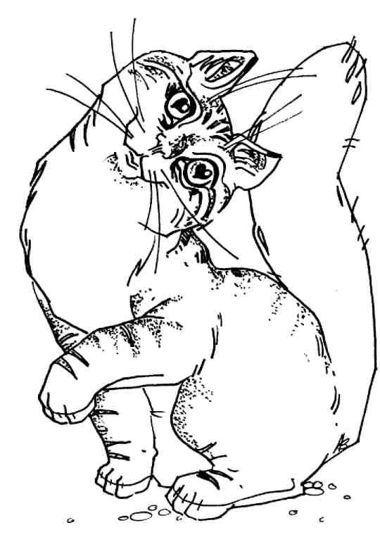 Кошки как дети Кошки как дети