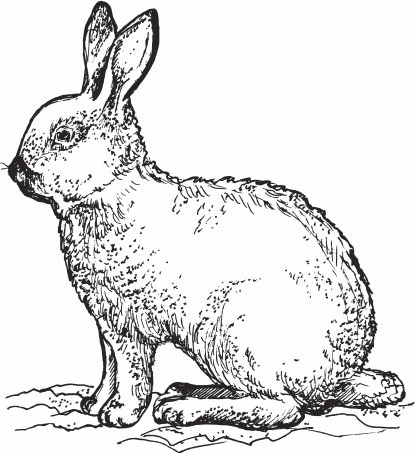 Кролиководство для начинающих