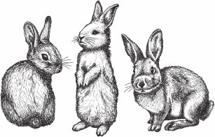 Кролиководство для начинающих