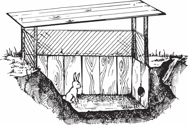 Кролиководство для начинающих Кролиководство для начинающих
