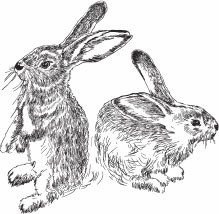 Кролиководство для начинающих Кролиководство для начинающих