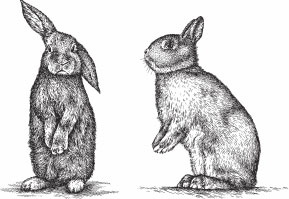 Кролиководство для начинающих