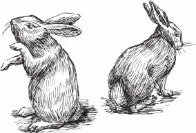 Кролиководство для начинающих