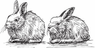 Кролиководство для начинающих