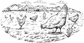 Птицеводство для начинающих. Полный справочник