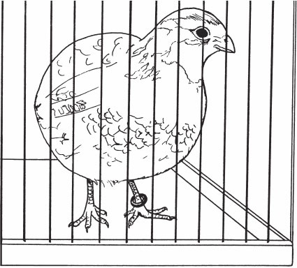 Птицеводство для начинающих. Полный справочник