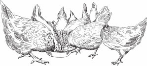 Птицеводство для начинающих. Полный справочник