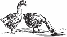 Птицеводство для начинающих. Полный справочник