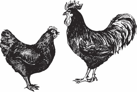 Птицеводство для начинающих. Полный справочник