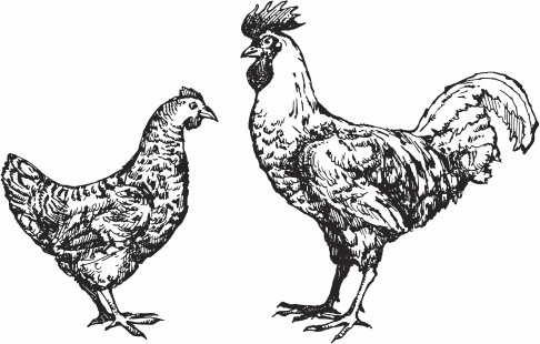 Птицеводство для начинающих. Полный справочник