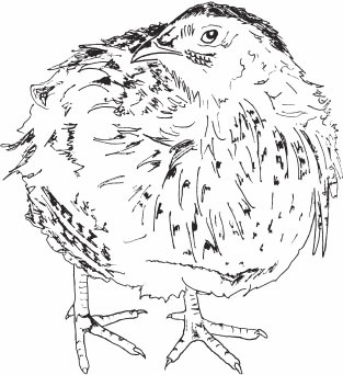 Птицеводство для начинающих. Полный справочник