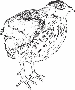 Птицеводство для начинающих. Полный справочник