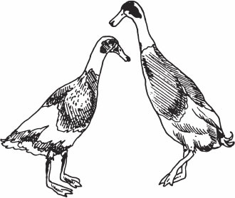 Птицеводство для начинающих. Полный справочник