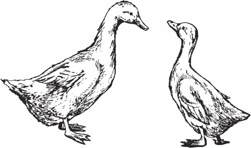 Птицеводство для начинающих. Полный справочник