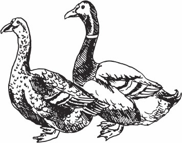 Птицеводство для начинающих. Полный справочник