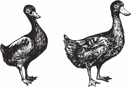 Птицеводство для начинающих. Полный справочник