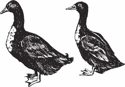 Птицеводство для начинающих. Полный справочник