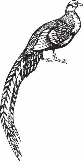 Птицеводство для начинающих. Полный справочник