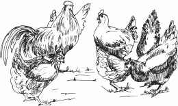 Птицеводство для начинающих. Полный справочник