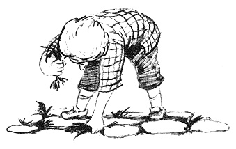 Парящий тигр Парящий тигр