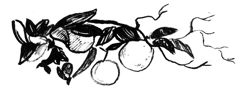 Парящий тигр Парящий тигр