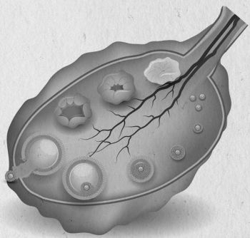 Девочка. Девушка. Женщина Девочка. Девушка. Женщина
